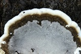 Bjerkandera adusta image