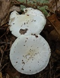 Amanita multisquamosa image
