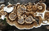 Bjerkandera adusta image