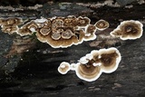 Bjerkandera adusta image