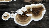 Bjerkandera adusta image
