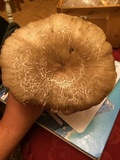 Megacollybia rodmanii image