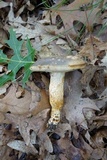 Retiboletus griseus image