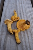 Cantharellus enelensis image
