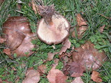 Paxillus involutus image