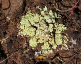 Acarospora schleicheri image