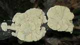 Trametes pubescens image