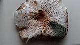 Leucoagaricus americanus image