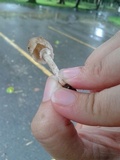 Psathyrella tuberculata image
