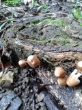 Psathyrella tuberculata image