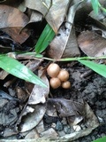 Psathyrella tuberculata image