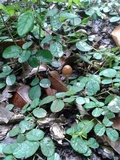 Psathyrella tuberculata image