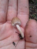Psathyrella tuberculata image