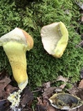 Pulveroboletus ravenelii image