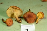 Tricholomopsis rutilans image