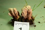 Abortiporus biennis image