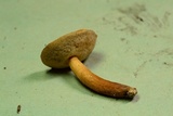 Gyroporus castaneus image