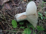 Russula densifolia image