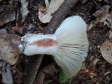 Russula densifolia image