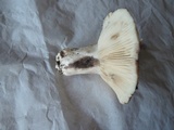 Russula densifolia image