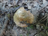 Russula densifolia image