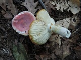 Russula flavisiccans image