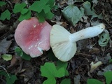 Russula flavisiccans image