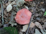Russula flavisiccans image