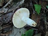 Russula flavisiccans image