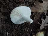Russula flavisiccans image