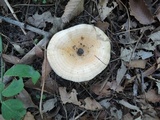 Lactarius yazooensis image
