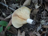 Lactarius yazooensis image