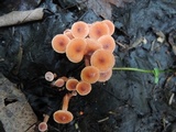 Lactarius nitidus image