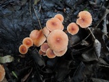 Lactarius nitidus image