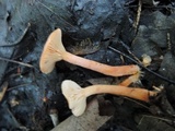 Lactarius nitidus image