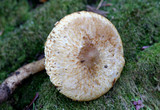 Leucopholiota decorosa image