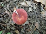 Russula operta image
