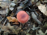 Russula operta image
