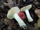 Russula operta image