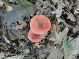 Russula operta image