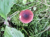 Russula nigrodisca image