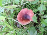 Russula nigrodisca image
