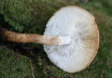 Leucopholiota decorosa image