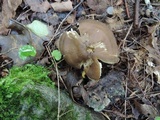 Hygrocybe deceptiva image