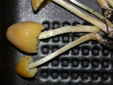 Bolbitius vitellinus image