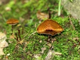 Coltricia cinnamomea image