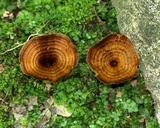 Coltricia cinnamomea image
