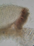 Duebenia compta image