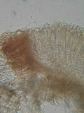 Duebenia compta image