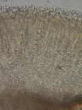 Duebenia compta image